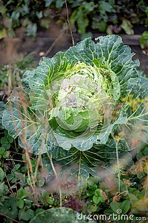 Cabbage harvest vegetable garden kale autumn Stock Photo